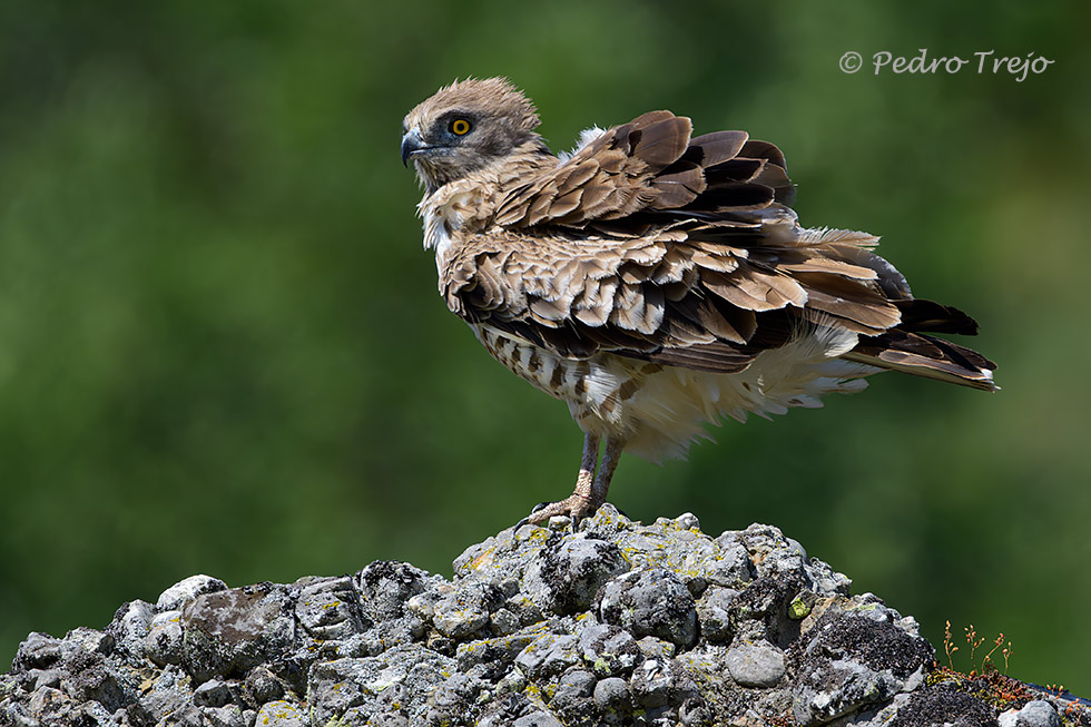 Aguila culebrera (Circaetus gallicus)